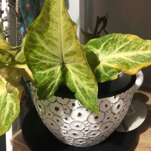 Meet your Posher, Charli